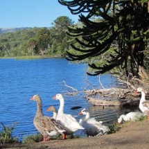 Geese on Laguna Lafken